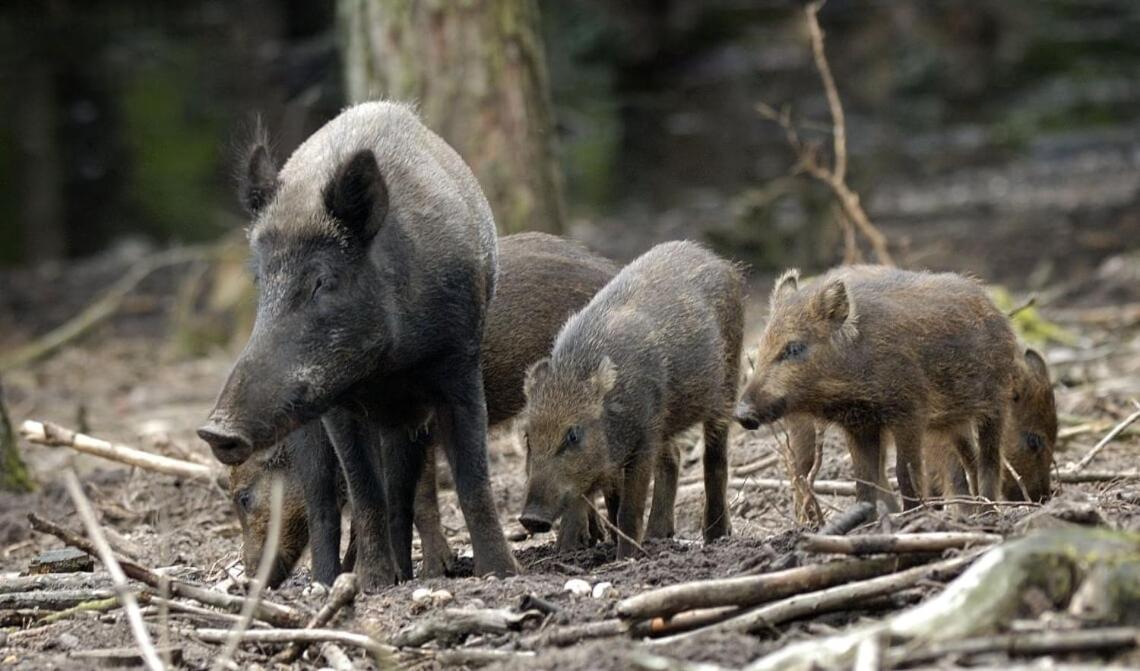 Chalet 'T Veluws Stulpje "Geniet, Ontspan En Droom Even Lekker Weg!" Putten Esterno foto